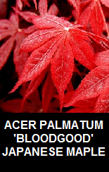 Buy Bloodgood Japanese Maple trees