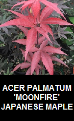 Buy Moonfire Japanese Maple